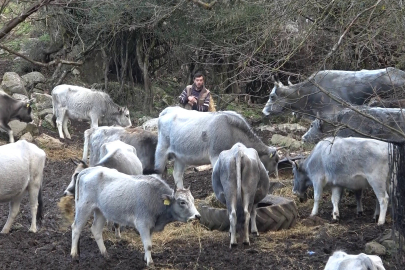 Bursa’da 750 yıllık safkan boz ırk hayvanlara tüfekli saldırı