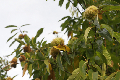 Kestane fiyatları kış aylarında çifte katlanıyor