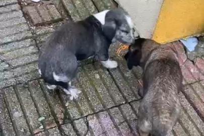 Bursa’da müdür yardımcısının beslediği köpekler öğrenciyi ısırdı