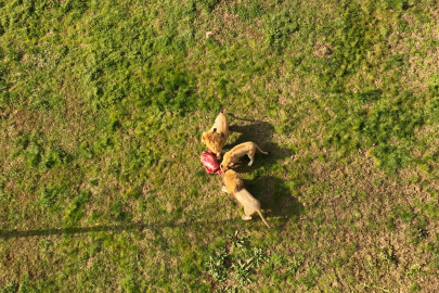 Bursa Hayvanat Bahçesi'nde aslanların 75 kiloluk et ziyafeti