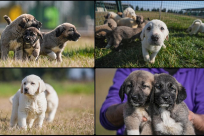 Türk çoban köpekleri safkan ırklarını koruma altında geleceğe taşıyor