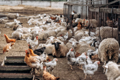 Bursa’da başıboş köpekler çok sayıda hayvanı telef etti