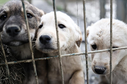 Sahipsiz köpeklerle mücadelede yeni adımlar! Bakan Yerlikaya’dan açıklama geldi