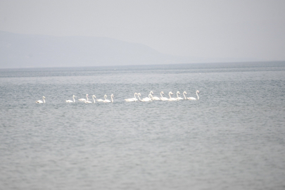 Flamingoların İznik Gölü'ndeki büyüleyici mola noktası