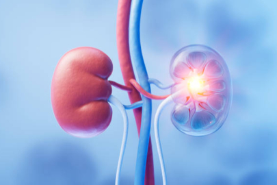 Su kaybı ve idrar yolu enfeksiyonlarının böbrek sağlığına etkisi