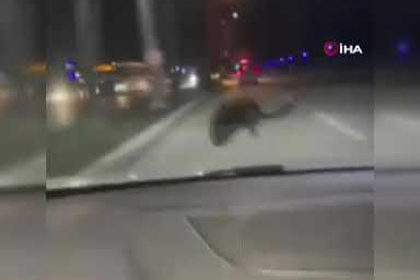 Araç içerisinde panik anları! Aniden ortaya çıktı