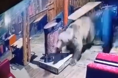 Uludağ'da bir ayı işletmeye girip masaları devirdi!