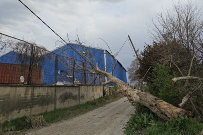 İnegöl'de lodos ağaçları devirdi, elektrik kesintilerine sebep oldu