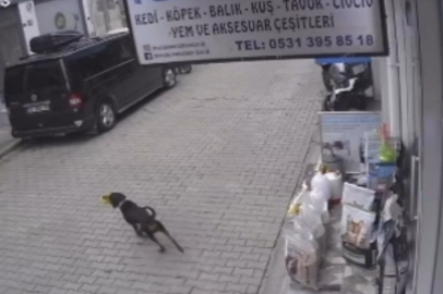 Bursa’da gülümseten anlar: Mama kabını alıp kaçtı