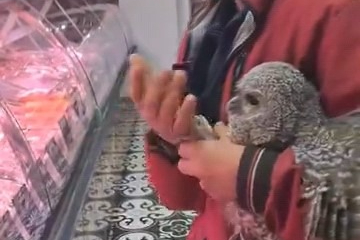 Bursa'da duyarlı vatandaşlardan yavru baykuşa şefkat eli