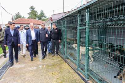 Sahipsiz dostlara güvenli yuva: Bilecik'te başıboş hayvan sorunu çözülüyor!