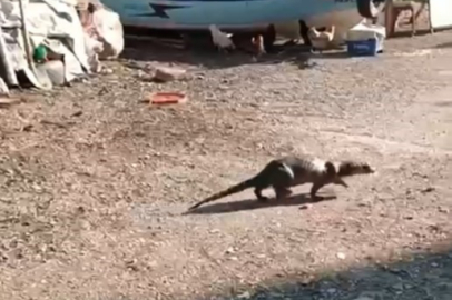 Bursa’da denizden gelen misafir! Önce fare zannettiler