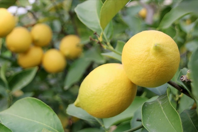 Limon'da ihracat yasağı kalktı mı? İşte yanıtı!