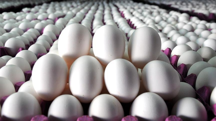 Organik yumurta fiyatları 400 TL’yi aştı: Artışın sebebi ne?-Bursa Hayat Gazetesi-3