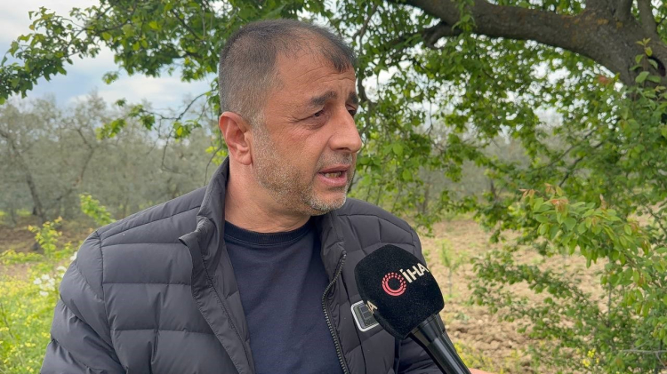 Bursa'nın tarım ambarı İznik Ovası donla yıkıldı!-Bursa Hayat Gazetesi-2