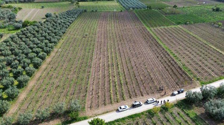 Bursa'nın tarım ambarı İznik Ovası donla yıkıldı!-Bursa Hayat Gazetesi-3