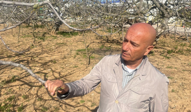 Zirai don tarımı vurdu: İhracat etkilenecek mi? - Bursa Hayat Gazetesi-4