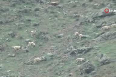 Tunceli’nin dağlarında yaban keçileri sürü halinde kaydedildi