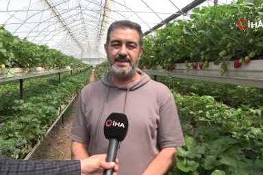Topraksız tarımla çilek üretiyor: Vatandaş dalından topluyor