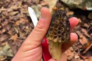 Yağışlar sadece tarlaya değil doğaseverin sepetine de yaradı