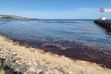 Tekirdağ sahilinde alarm! Kızıl deniz ve dayanılmaz koku…