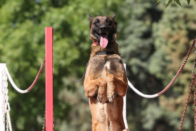 Bursa'da jandarmaya sadık dostlar: Görev köpekleri sahada güvenliği artırıyor