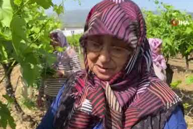 Alaşehir'de asma yaprağı, üreticilerin yeni gelir kaynağı oluyor