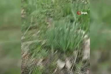 Tunceli'de ‘Mantar Gökdelensi’ keşfi!