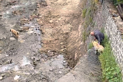 Bursa'da ilginç anlar: Derede mahsur kalan köpekleri sahibi kurtardı!