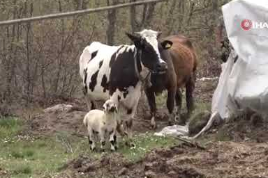 İnek kaybettiği buzağısının yerine annesiz kuzuyu bağrına bastı