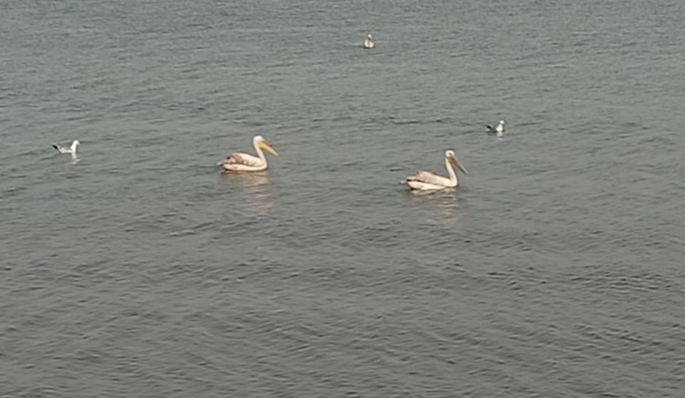 İznik Gölü’nde bahar manzarası: Pelikanlar ve Leylekler hayran bıraktı-Bursa Hayat Gazetesi-2