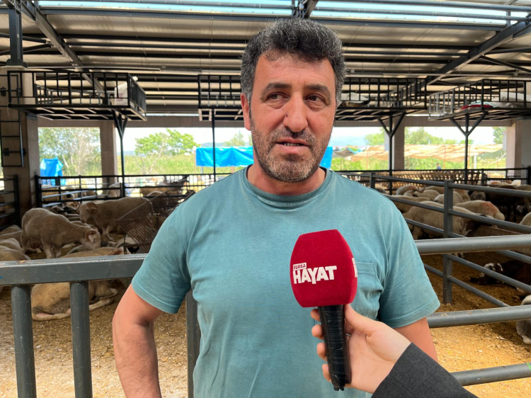Dört boynuzlu koç Panayır Kurban Pazarı’nın gözdesi oldu -Bursa Hayat-3