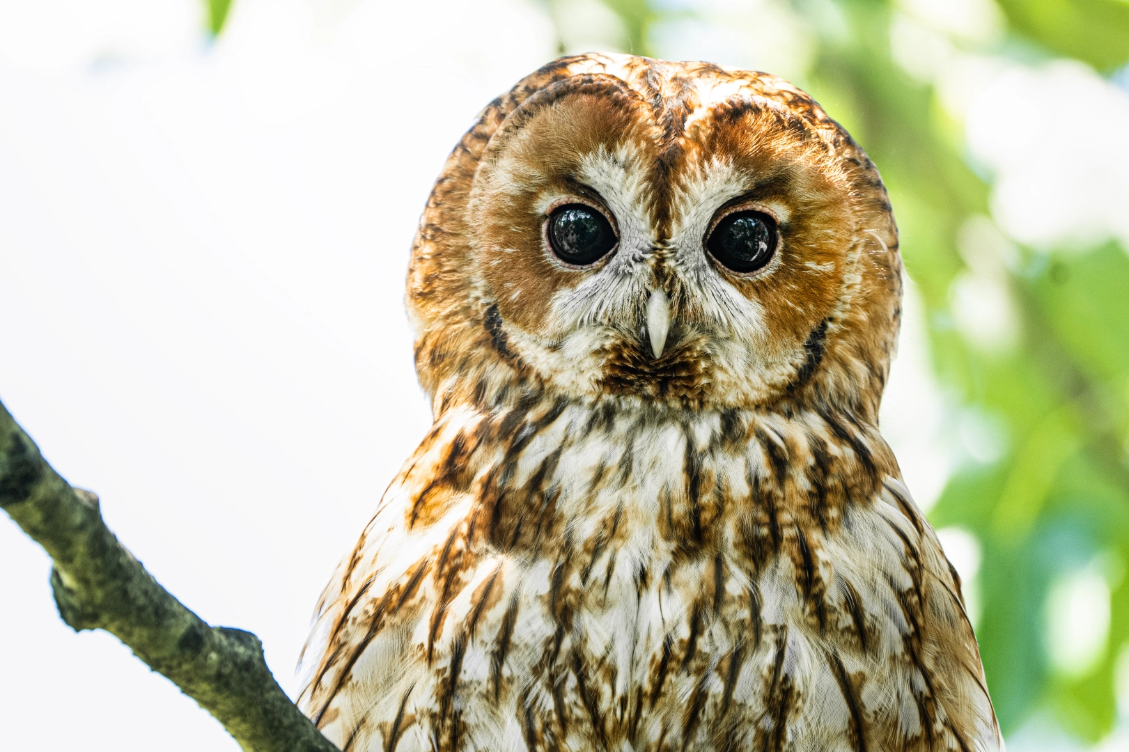 Uludağ'ın gizemli bekçileri: Alaca Baykuşlar görüntülendi!