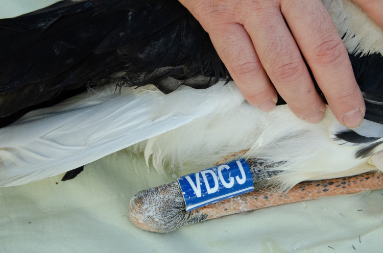 Yaren Leylek ve yavruları halkalandı!-Bursa Hayat Gazetesi-3