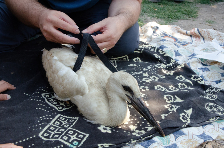 Yaren Leylek ve yavruları halkalandı!-Bursa Hayat Gazetesi-2