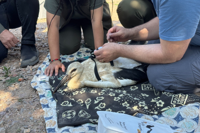 Yaren Leylek'in yavruları halkalandı!