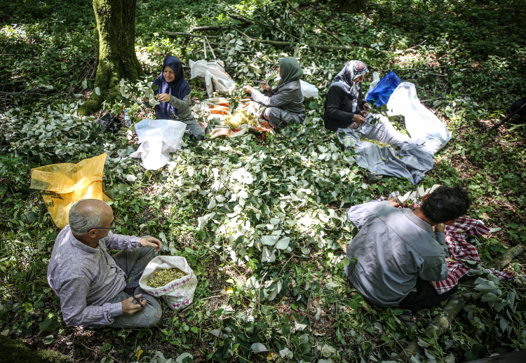 Karacabey ıhlamurunda rekor beklenti!-Bursa Hayat Gazetesi-2