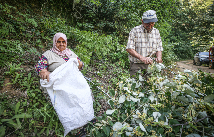 Karacabey ıhlamurunda rekor beklenti!-Bursa Hayat Gazetesi-4