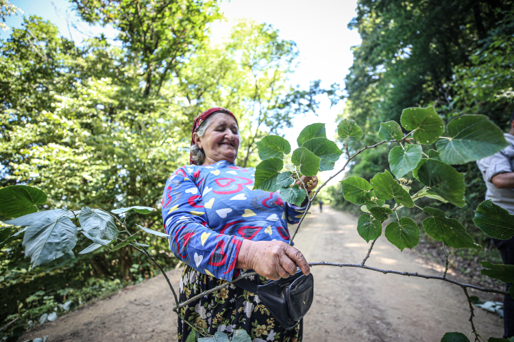 Karacabey ıhlamurunda rekor beklenti!-Bursa Hayat Gazetesi-3