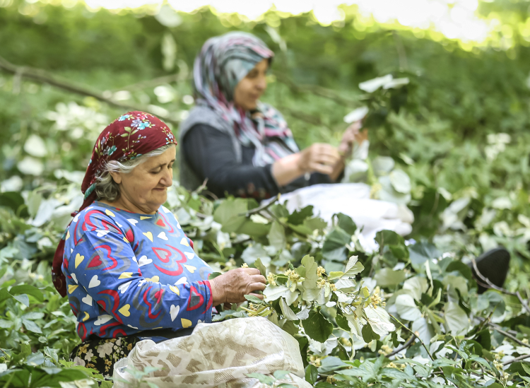 Karacabey ıhlamurunda rekor beklenti!-Bursa Hayat Gazetesi-5
