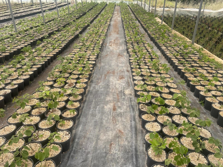 Uludağ eteklerinde 30 bin ıhlamur fidanı yetiştiriyorlar!-Bursa Hayat Gazetesi-3