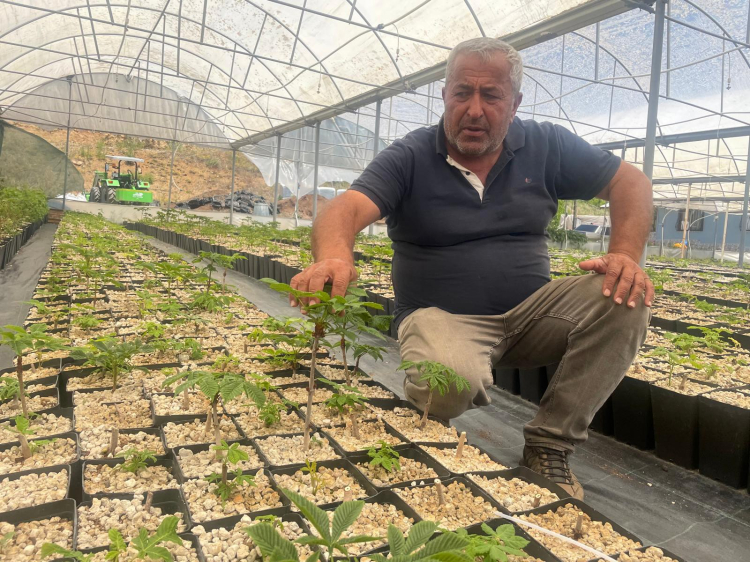 Uludağ eteklerinde 30 bin ıhlamur fidanı yetiştiriyorlar!-Bursa Hayat Gazetesi-2