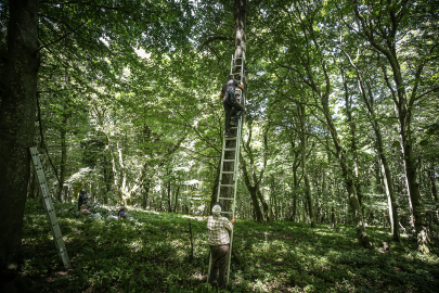 Karacabey ıhlamurunda rekor beklenti!