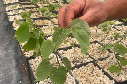 Uludağ eteklerinde 30 bin ıhlamur fidanı yetiştiriyorlar!