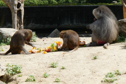 Bursa Hayvanat Bahçesi'nde sıcaktan bunalan hayvanlara buzlu ikram