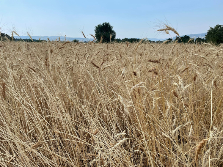 Bursa’da dağ yöresine ücretsiz biçerdöver desteği - Bursa Hayat Gazetesi-3