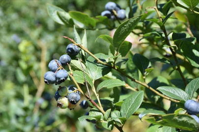 İznik Belediyesi’nden festival iptali!