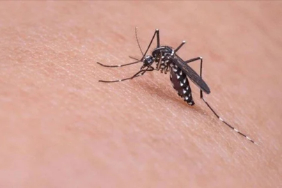Çin’de Chikungunya alarmı: Vakalar 4 bini aştı
