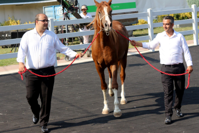 Karacabey Harası'ndan rekor tay satışı