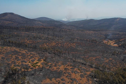 Yangın bitti, tartışma başladı! Yanan ormanlık alanlara ne olacak?